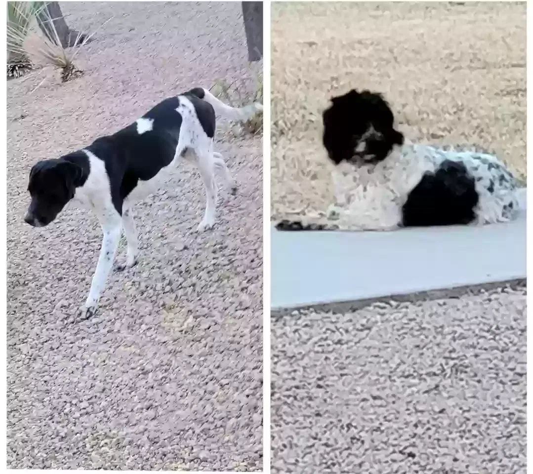 Found dog in Buckeye, AZ, 85326