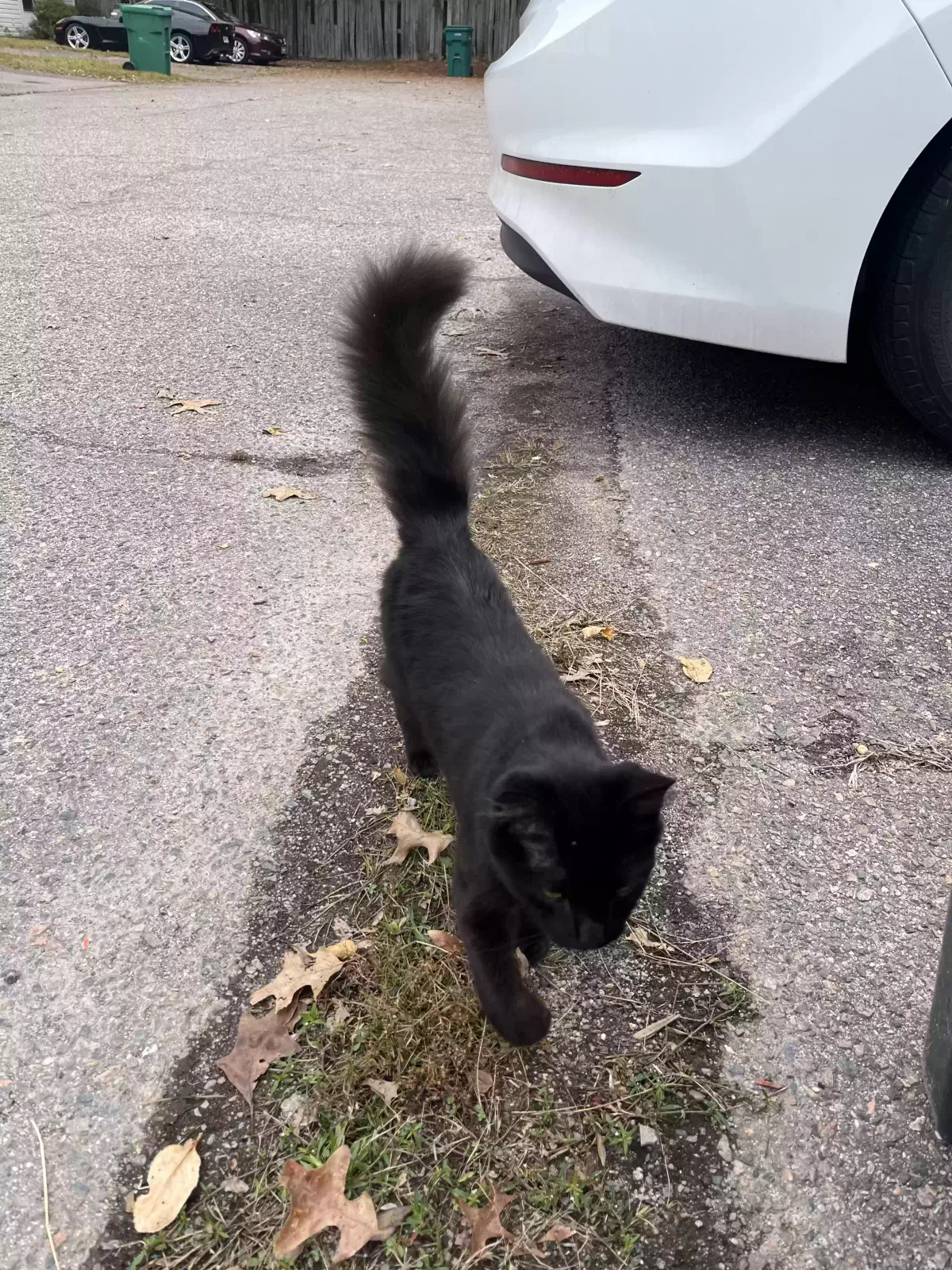 Found cat in Augusta, GA, 30907