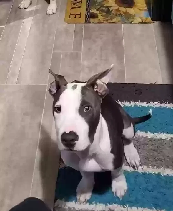 Lost dog in Lillington, NC, 27546