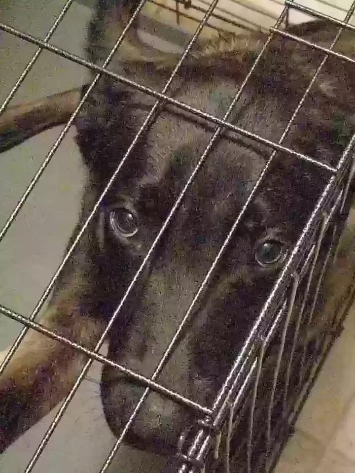 Lost dog in Plant City, FL, 33563