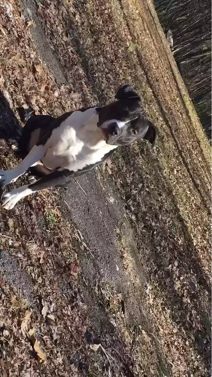 Lost dog in Scottsboro, AL, 35768