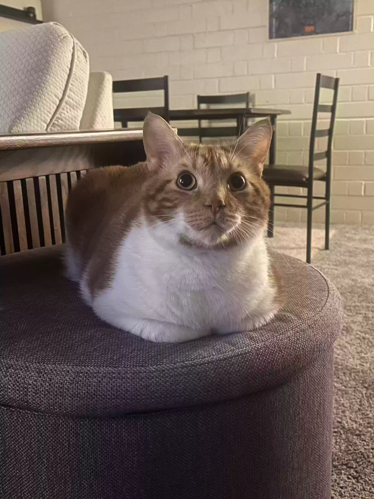 Lost cat in Kent, OH, 44240