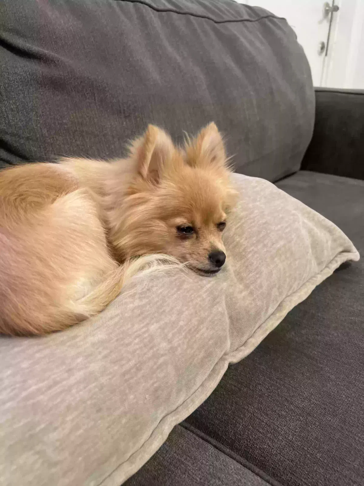 Found dog in San Bernardino, CA, 92411