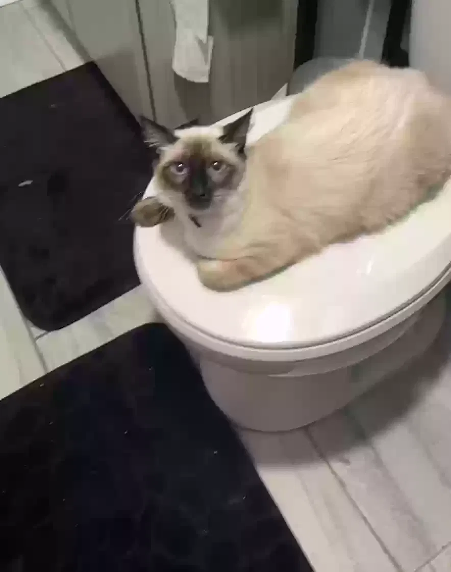 Lost cat in Tallahassee, FL, 32304