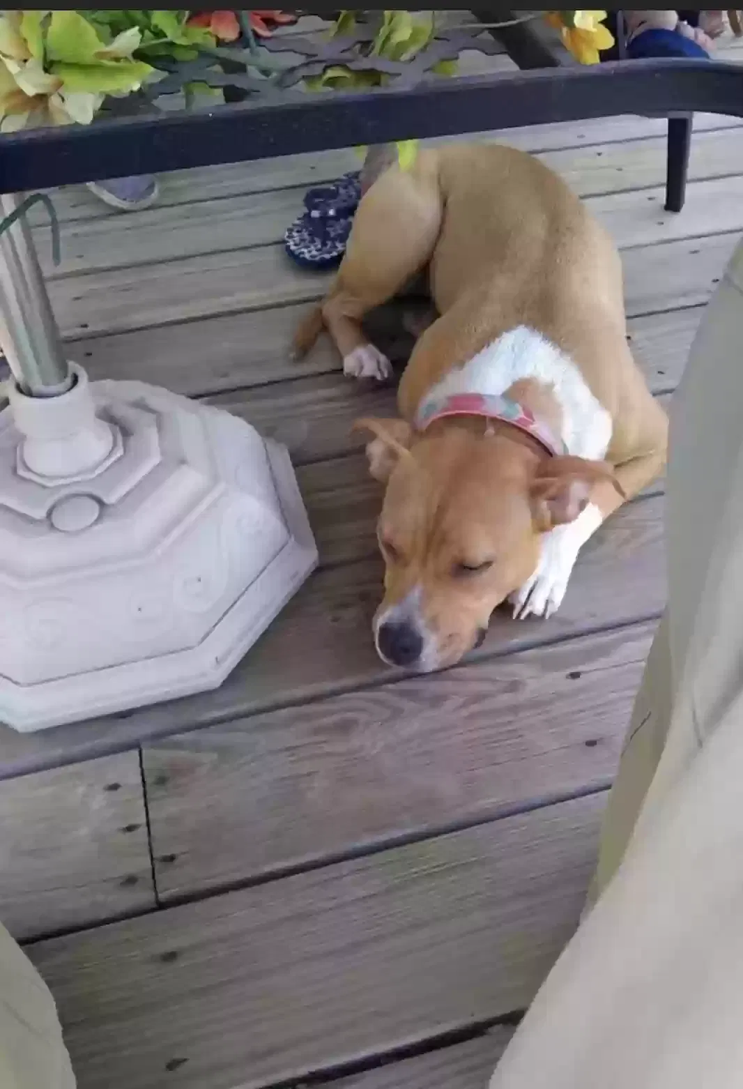 Lost dog in South Holland, IL, 60473