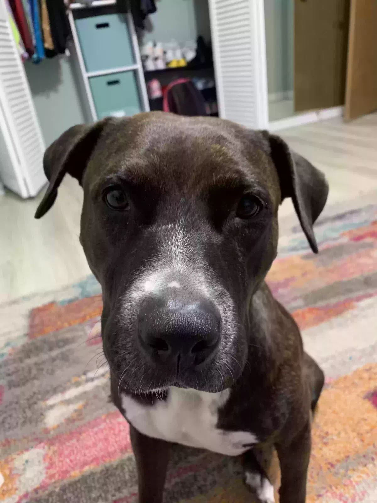 Lost dog in Saint Petersburg, FL, 33713