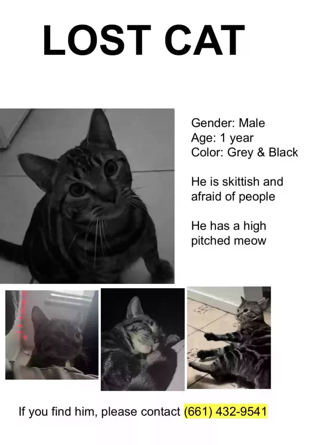 Lost cat in Bakersfield, CA, 93307