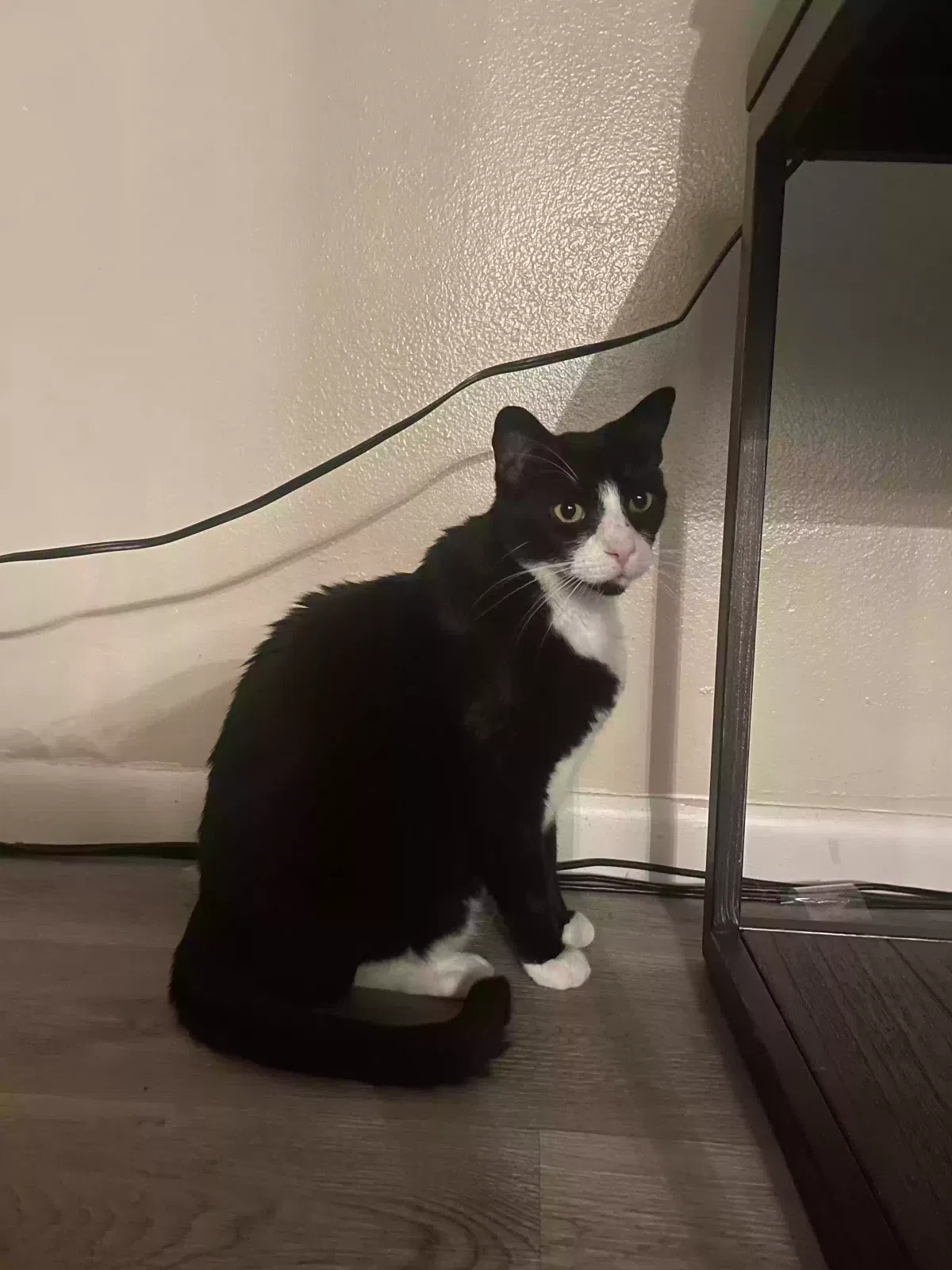 Lost cat in Columbia, SC, 29210