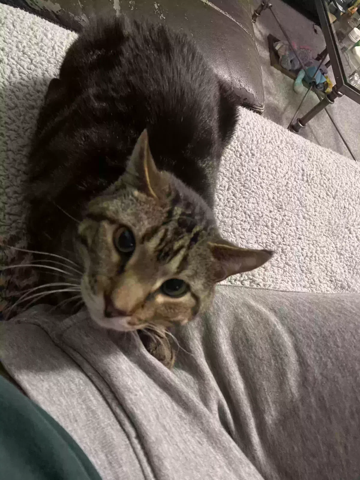 Lost cat in Las Vegas, NV, 89121