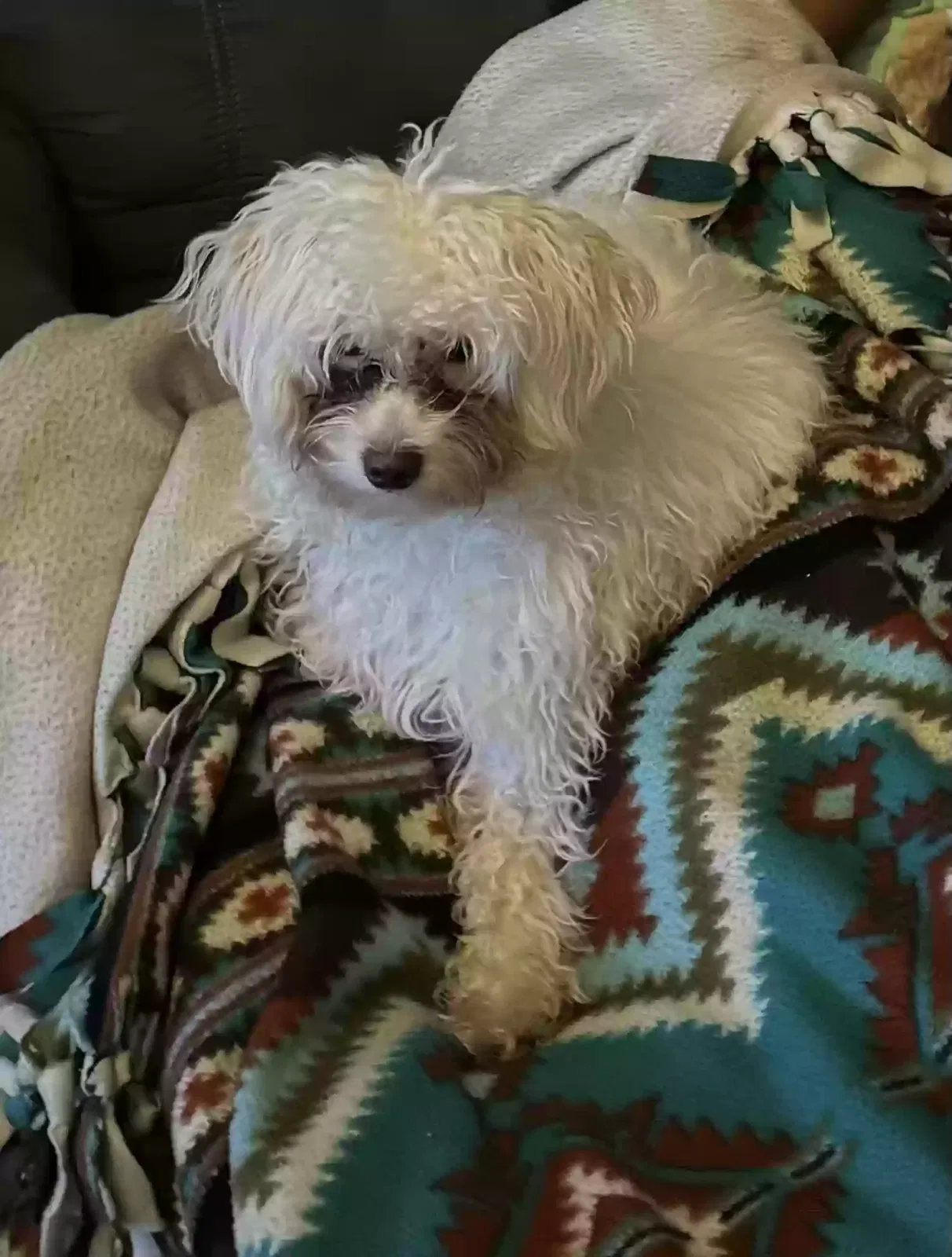 Lost dog in Buffalo, NY, 14206