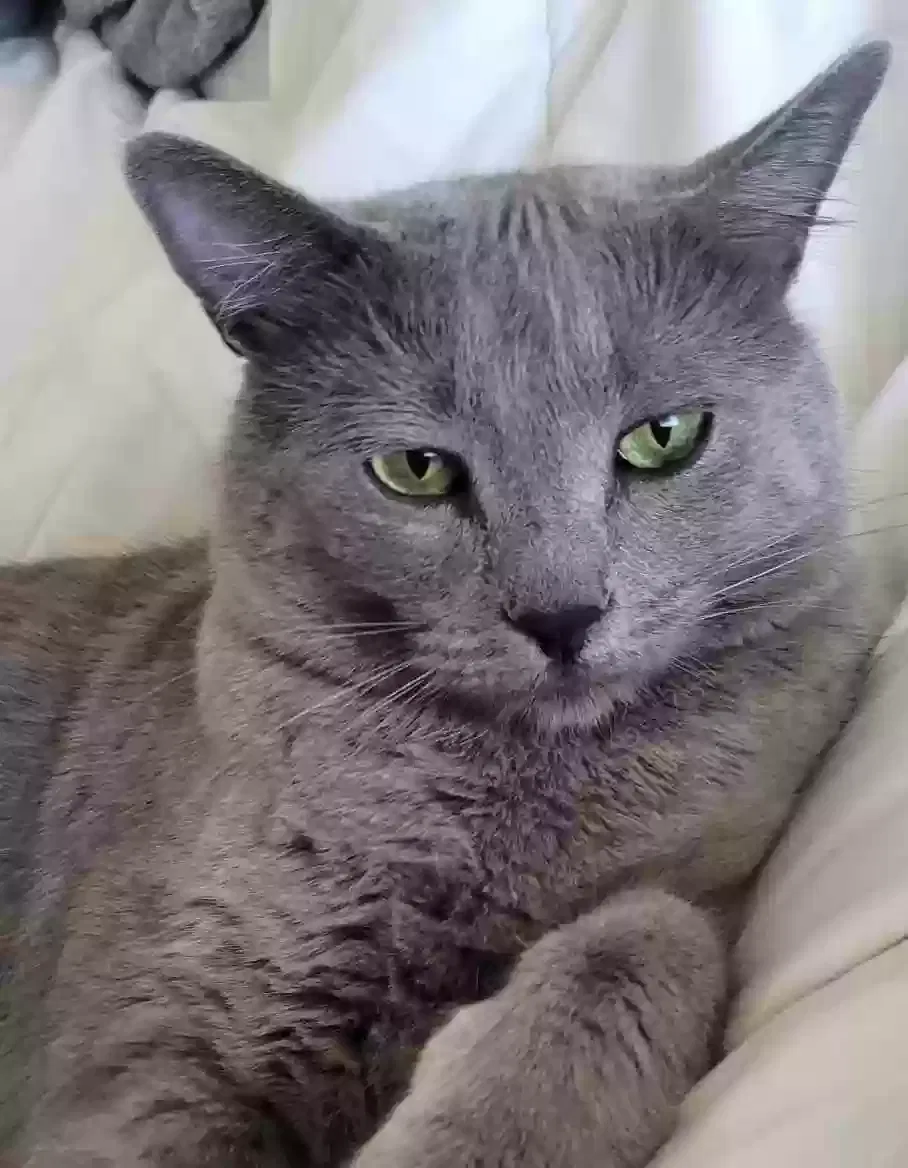 Lost cat in Shafter, CA, 93263