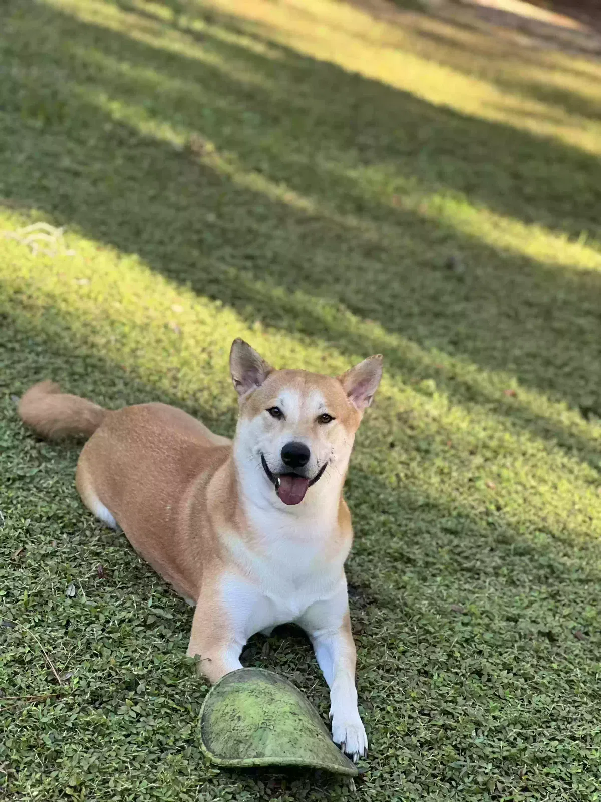 Lost dog in New Port Richey, FL, 34654