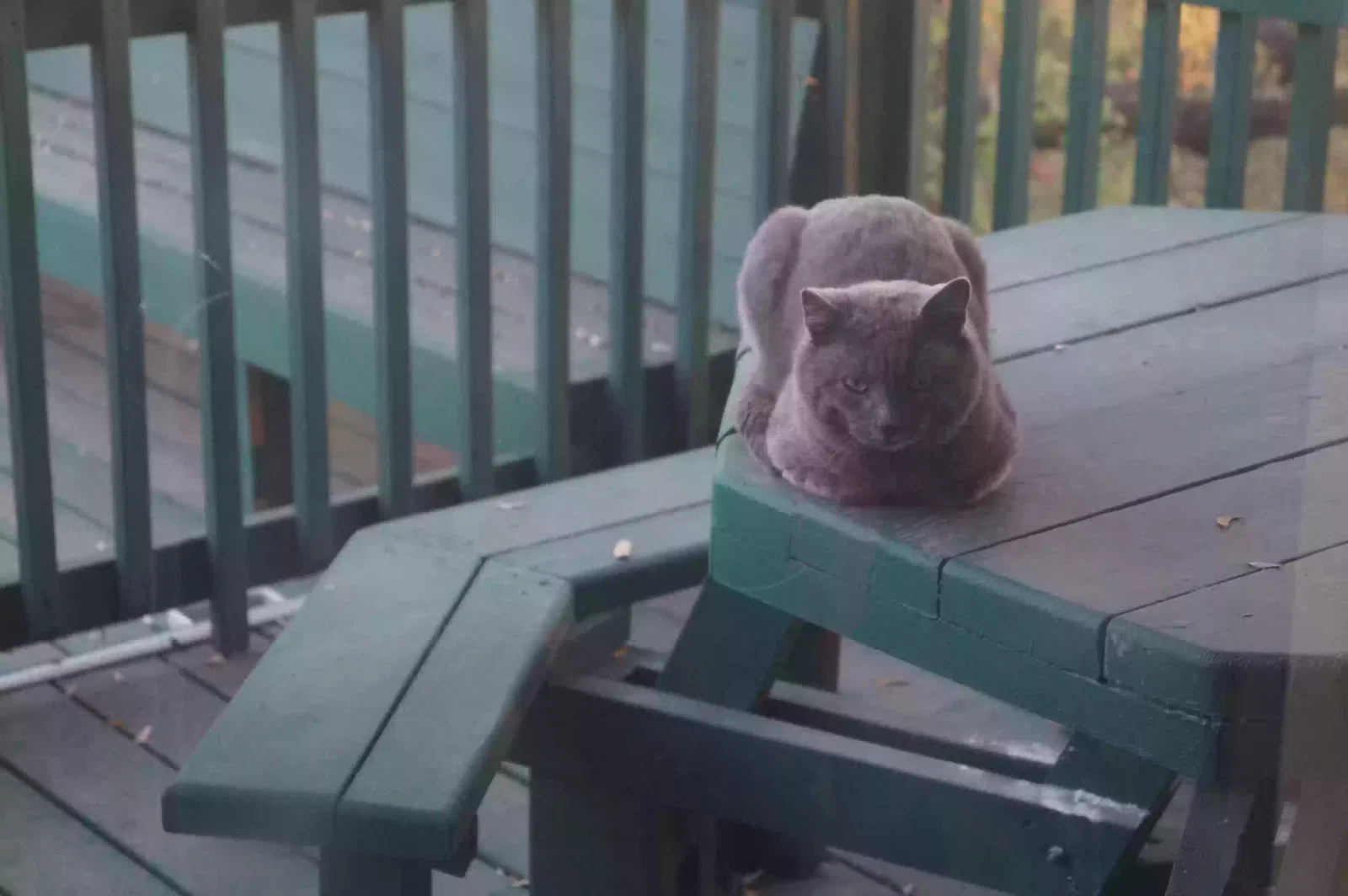 Lost cat in Leander, TX, 78645