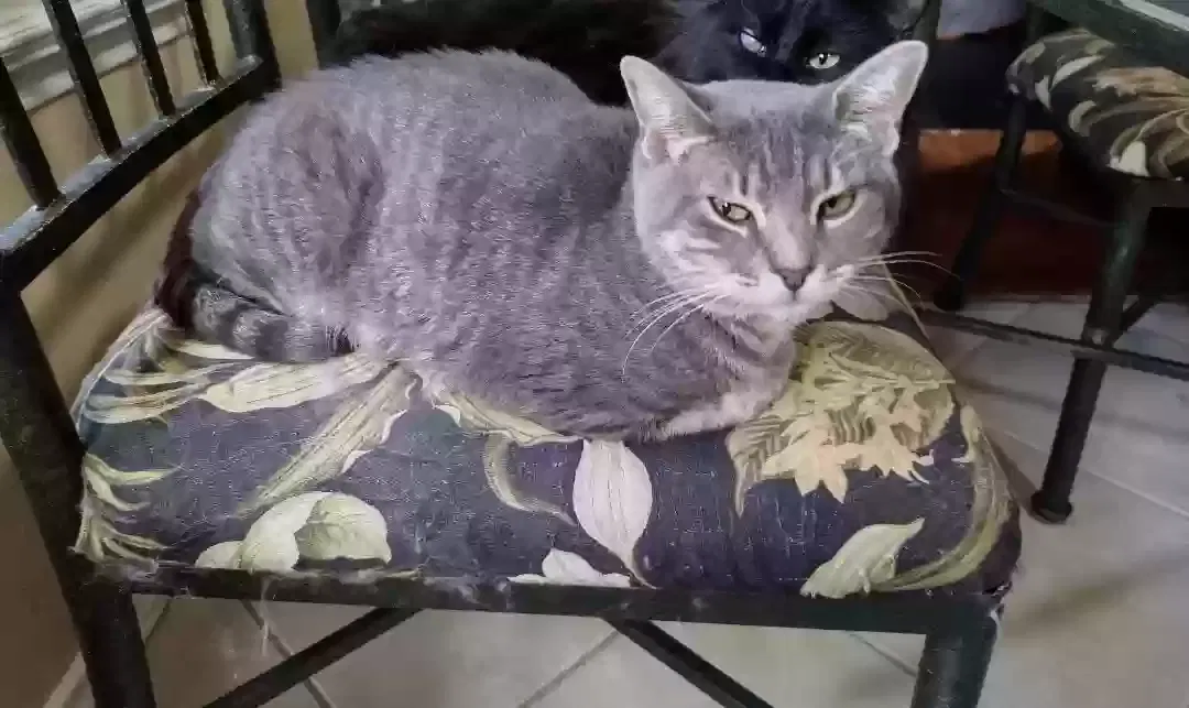 Lost cat in Carrollton, TX, 75006