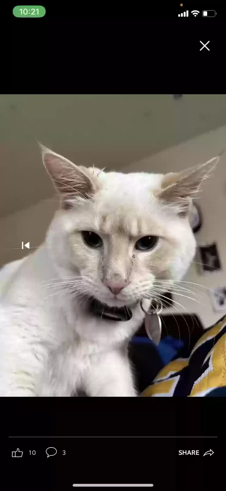 Lost cat in Perris, CA, 92571