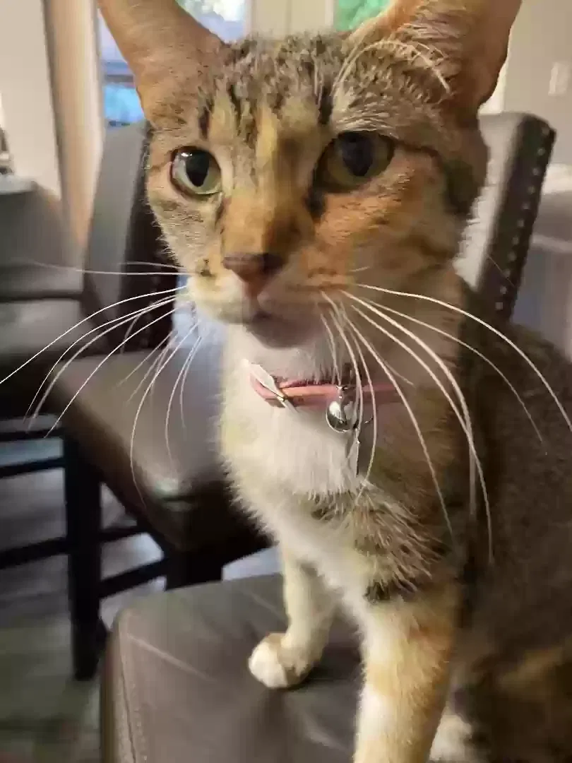 Lost cat in Spring, TX, 77379