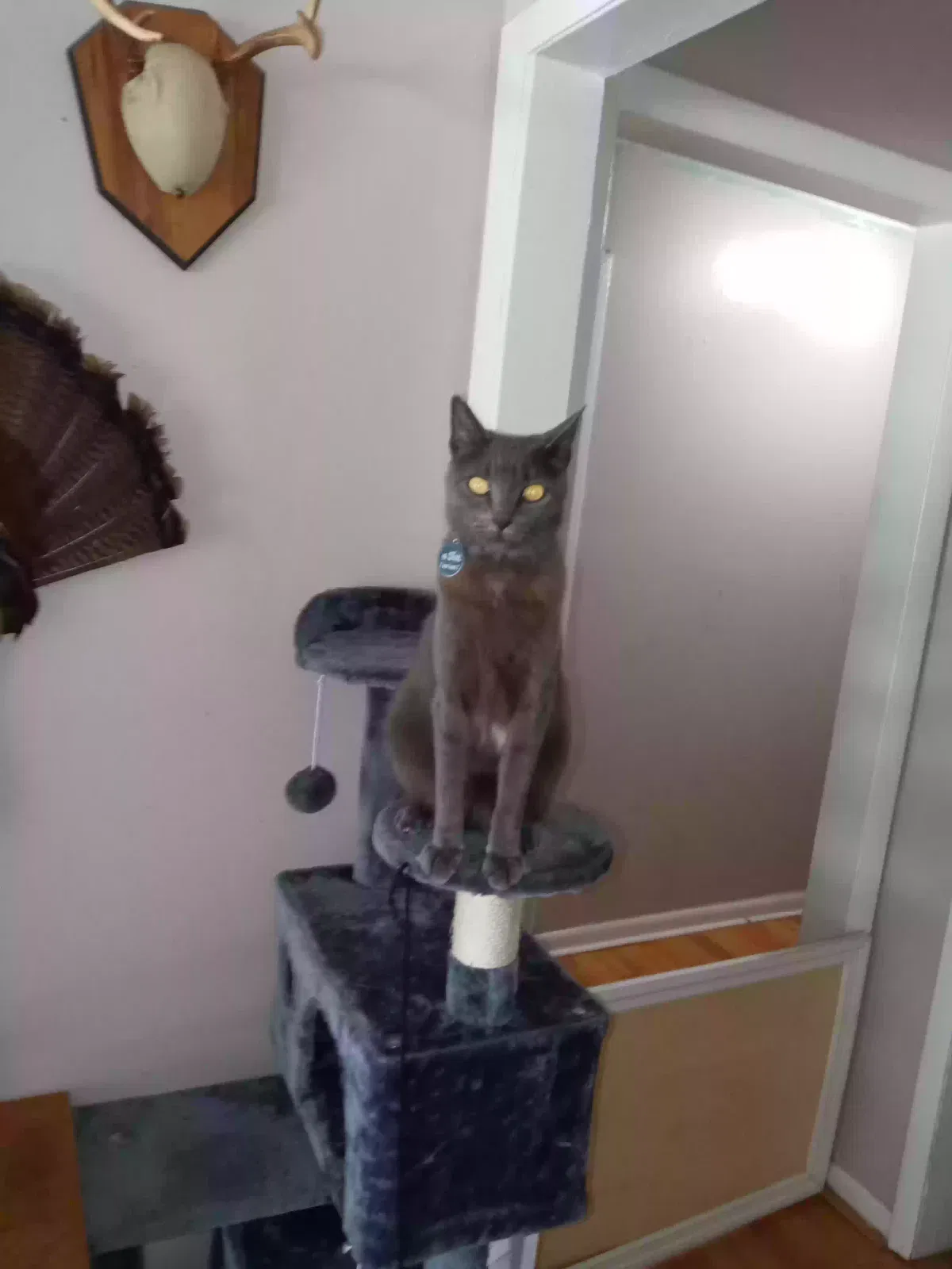 Lost cat in Riverview, FL, 33578