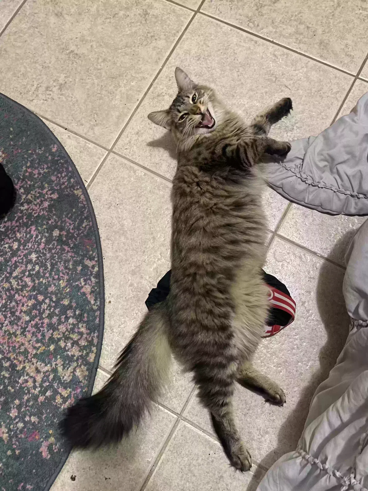 Lost cat in Pensacola, FL, 32504