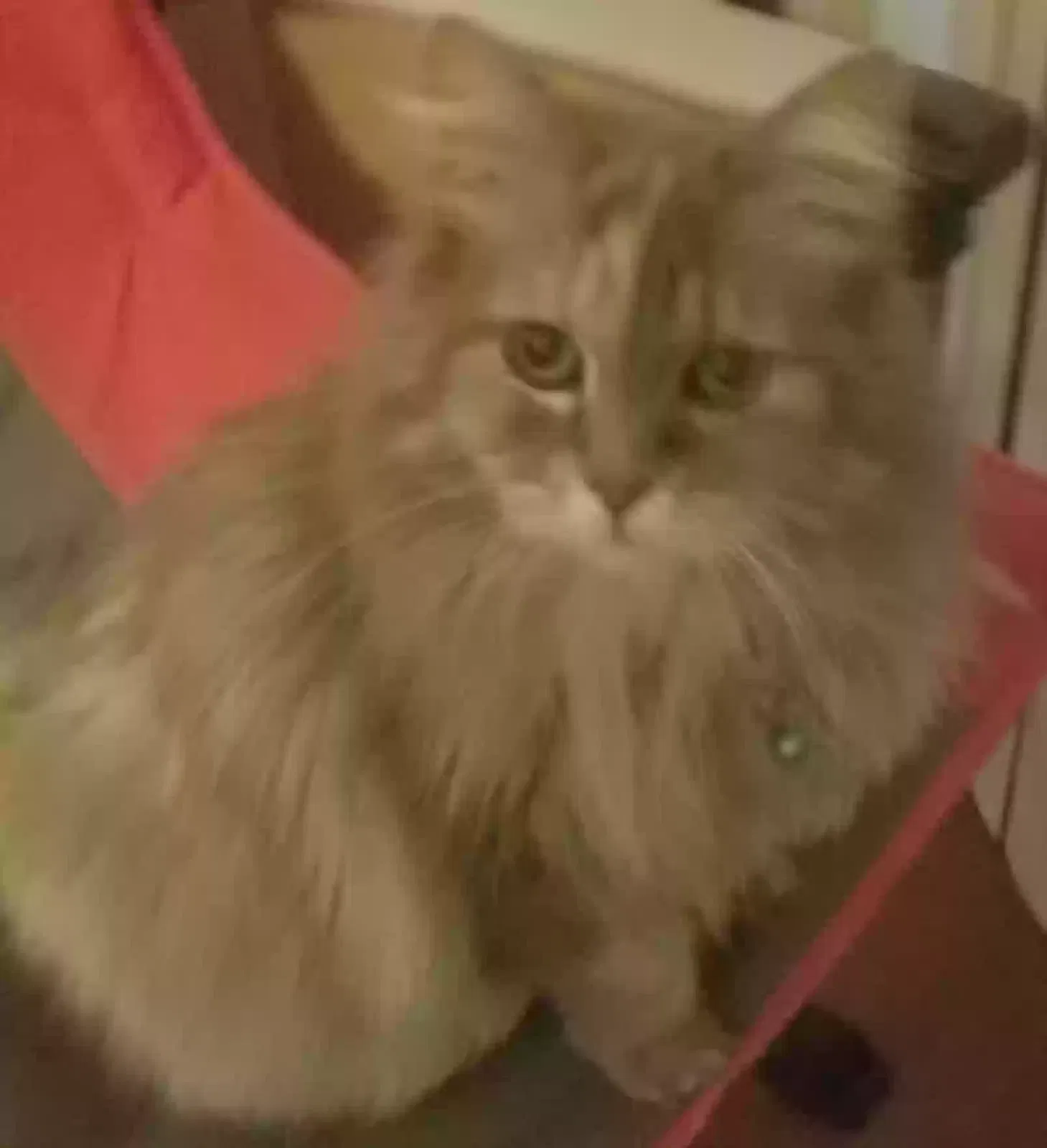 Lost cat in Blue Springs, MO, 64014