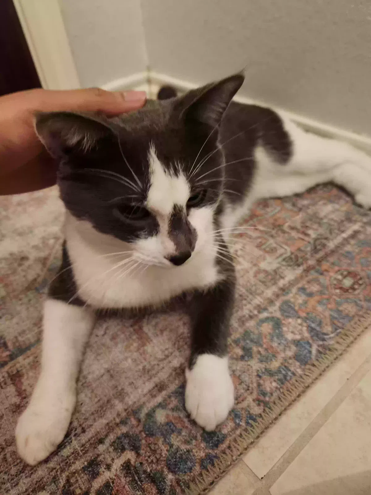 Found cat in Dickinson, TX, 77539