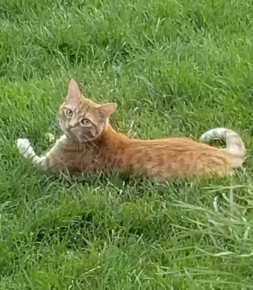 Lost cat in Palatine, IL, 60067
