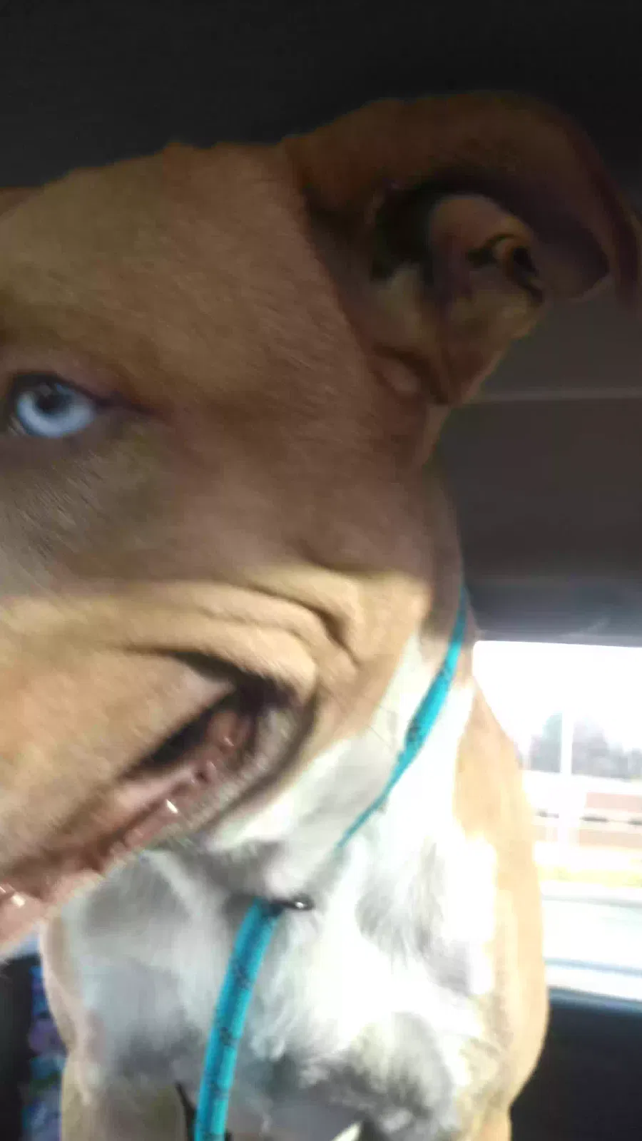 Found dog in West Bloomfield, MI, 48323