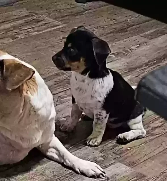 Lost dog in Breaux Bridge, LA, 70517
