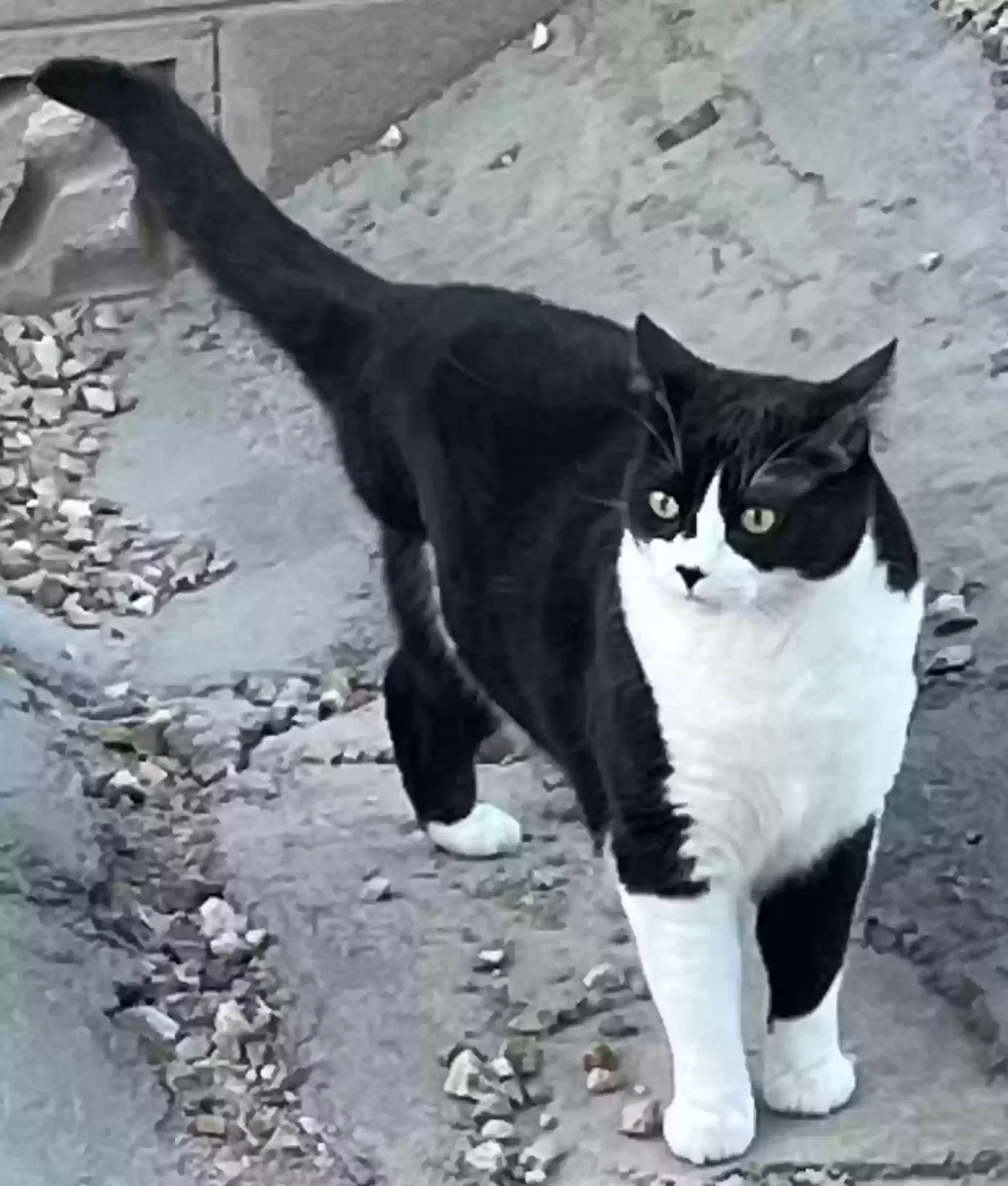Lost cat in Tucson, AZ, 85712