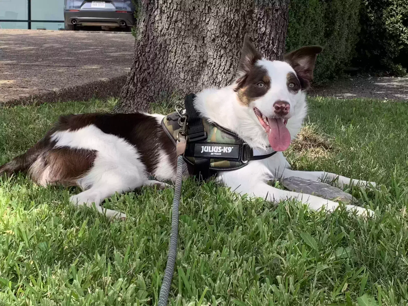 Lost dog in Fort Worth, TX, 76103
