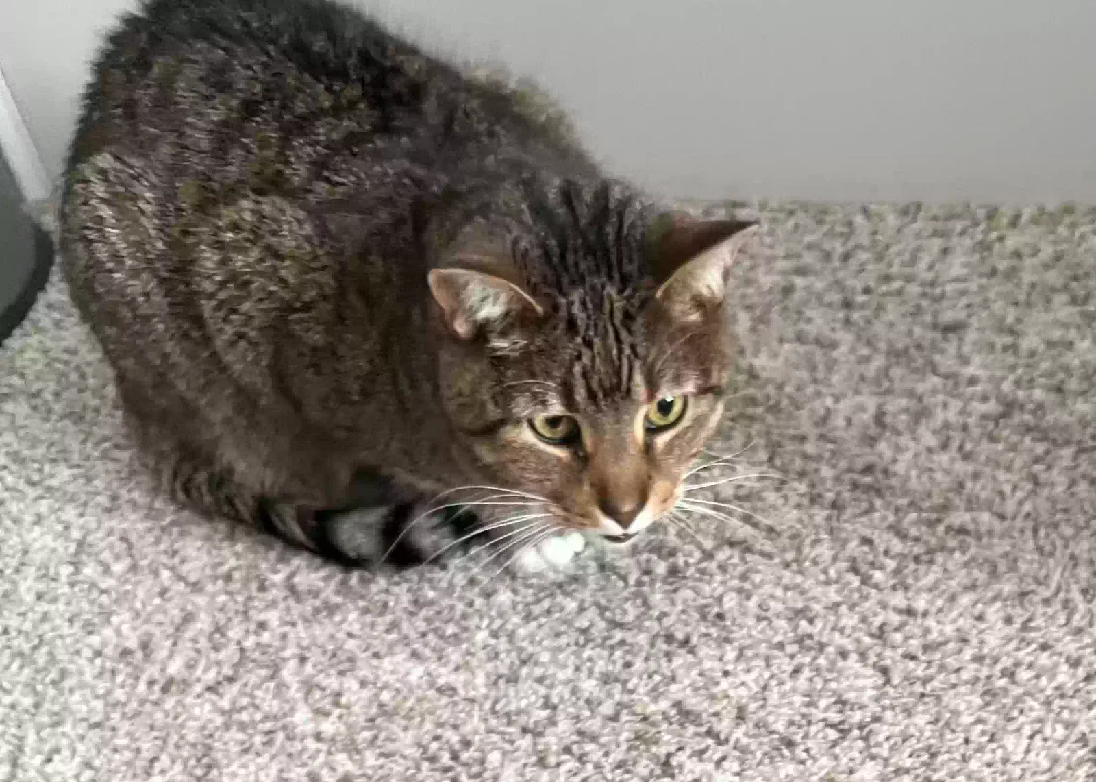 Lost cat in Guyton, GA, 31312
