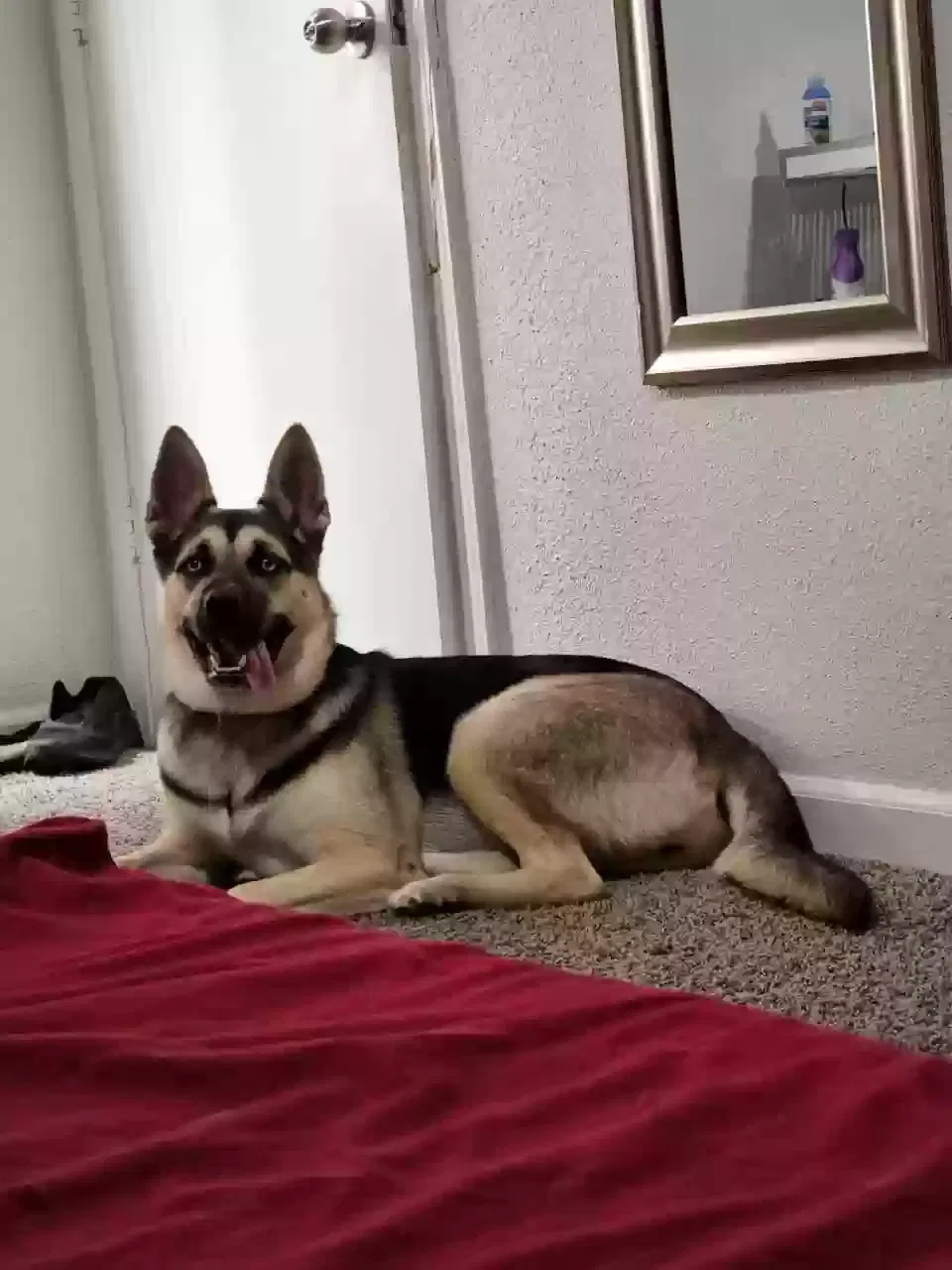 Lost dog in Houston, TX, 77077
