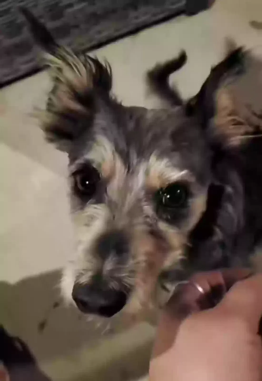 Lost dog in San Diego, CA, 92114