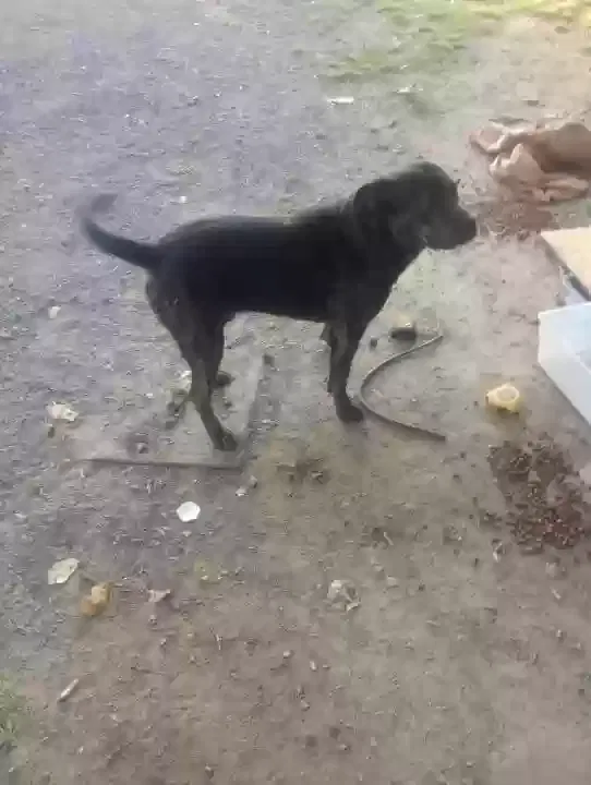 Lost dog in Arab, AL, 35016