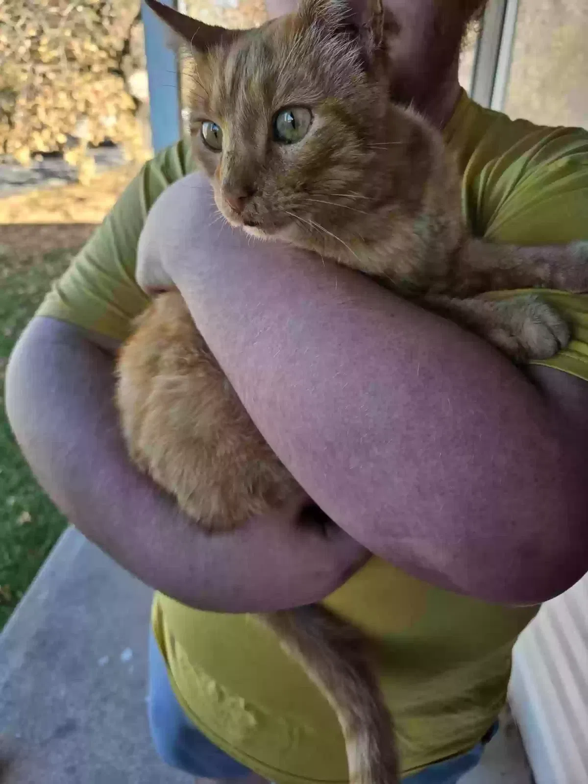 Found cat in Indianapolis, IN, 46218