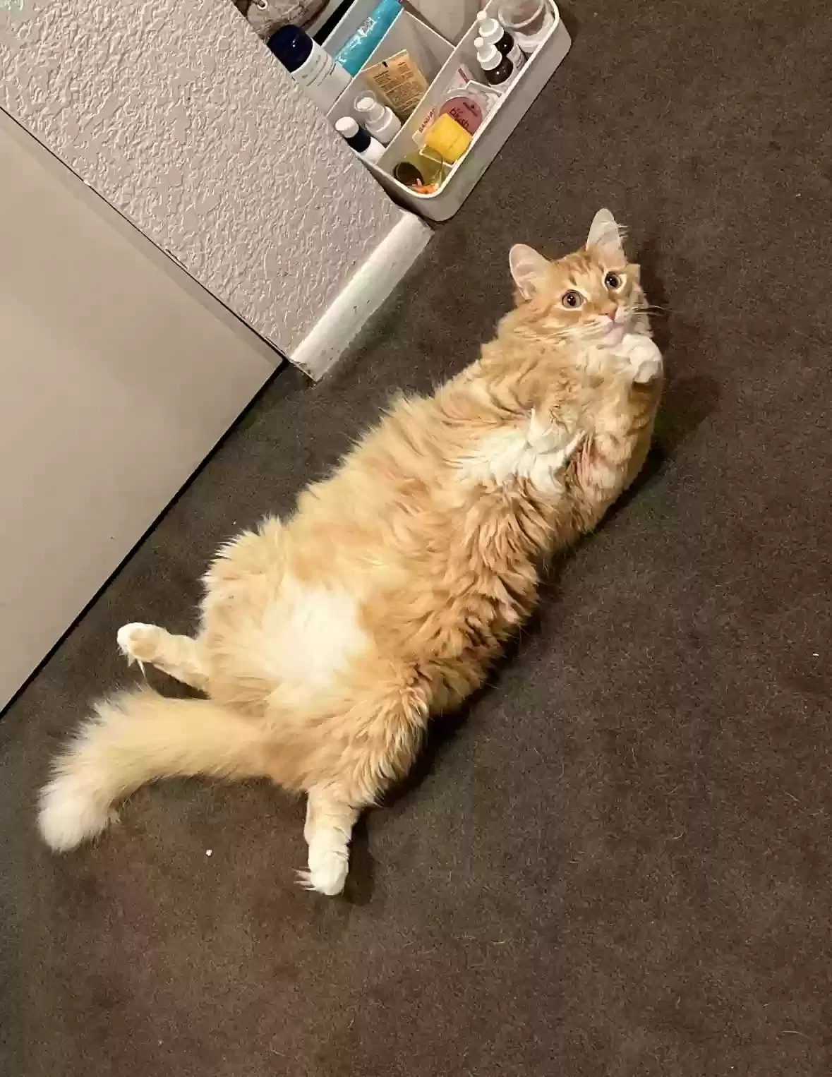 Lost cat in Mesa, AZ, 85209