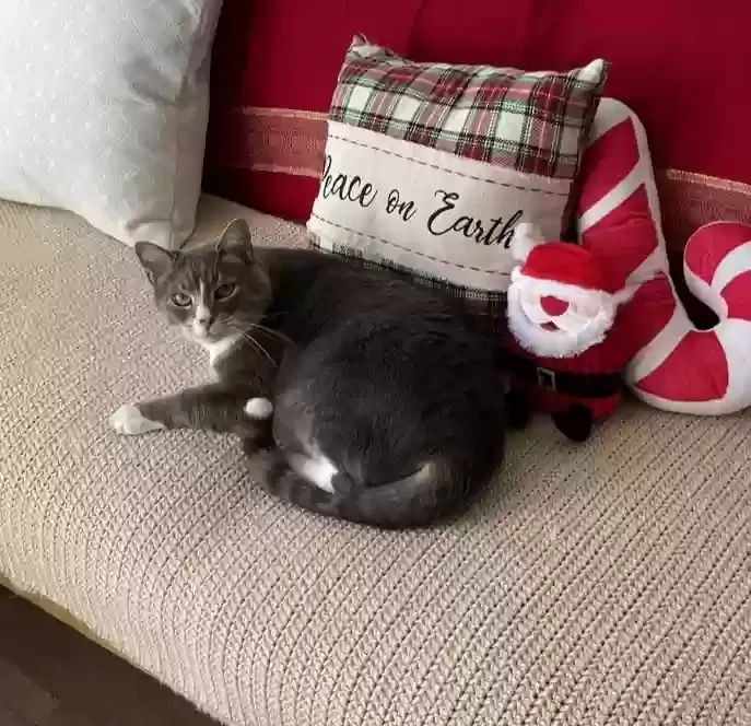 Lost cat in Phoenix, AZ, 85015