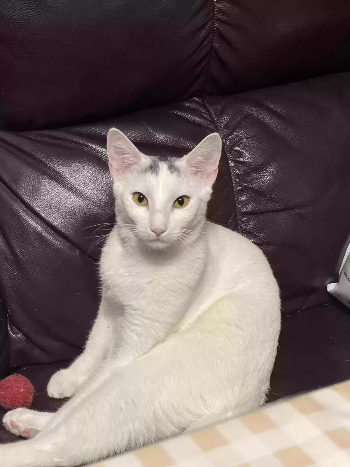 Lost cat in Brooklyn, NY, 11228