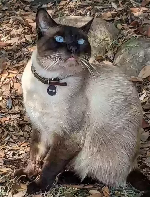 Lost cat in San Diego, CA, 92104