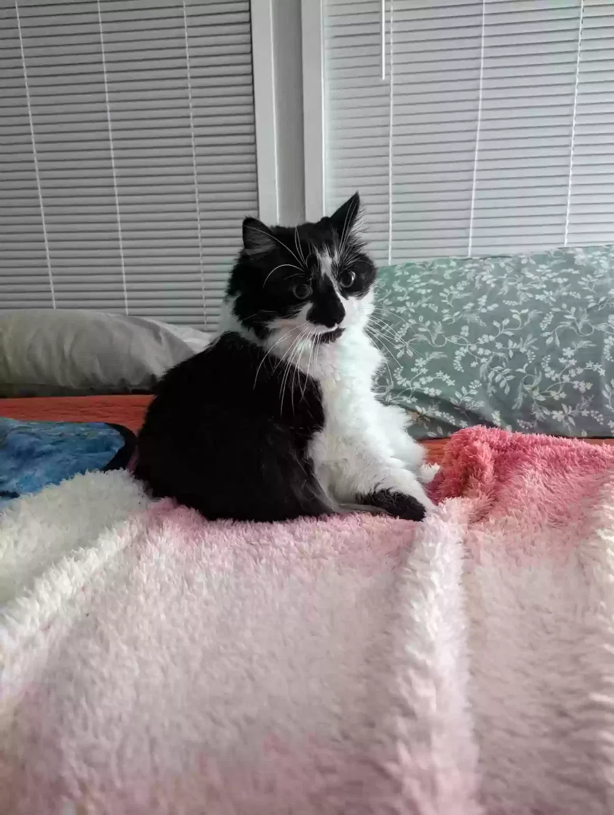Lost cat in Holly, MI, 48442