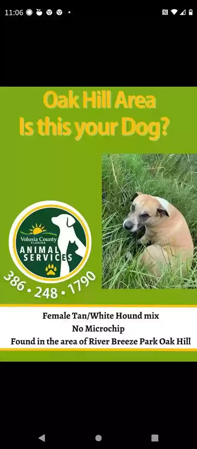 Found dog in New Smyrna Beach, FL, 32168