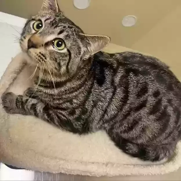Lost cat in Aliso Viejo, CA, 92656