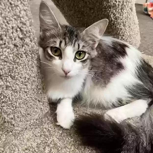 Lost cat in Aliso Viejo, CA, 92656