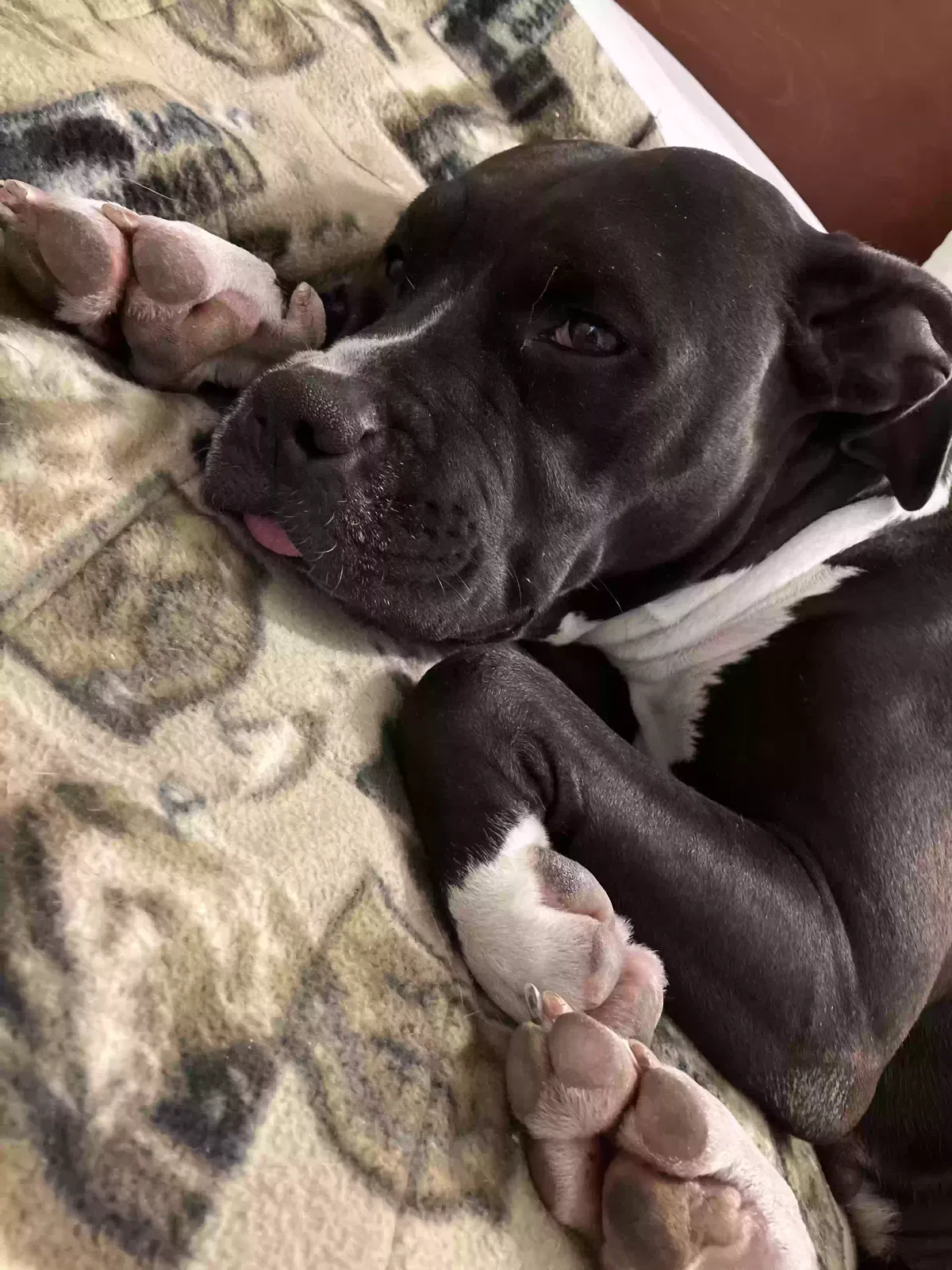 Lost dog in Riverside, CA, 92509