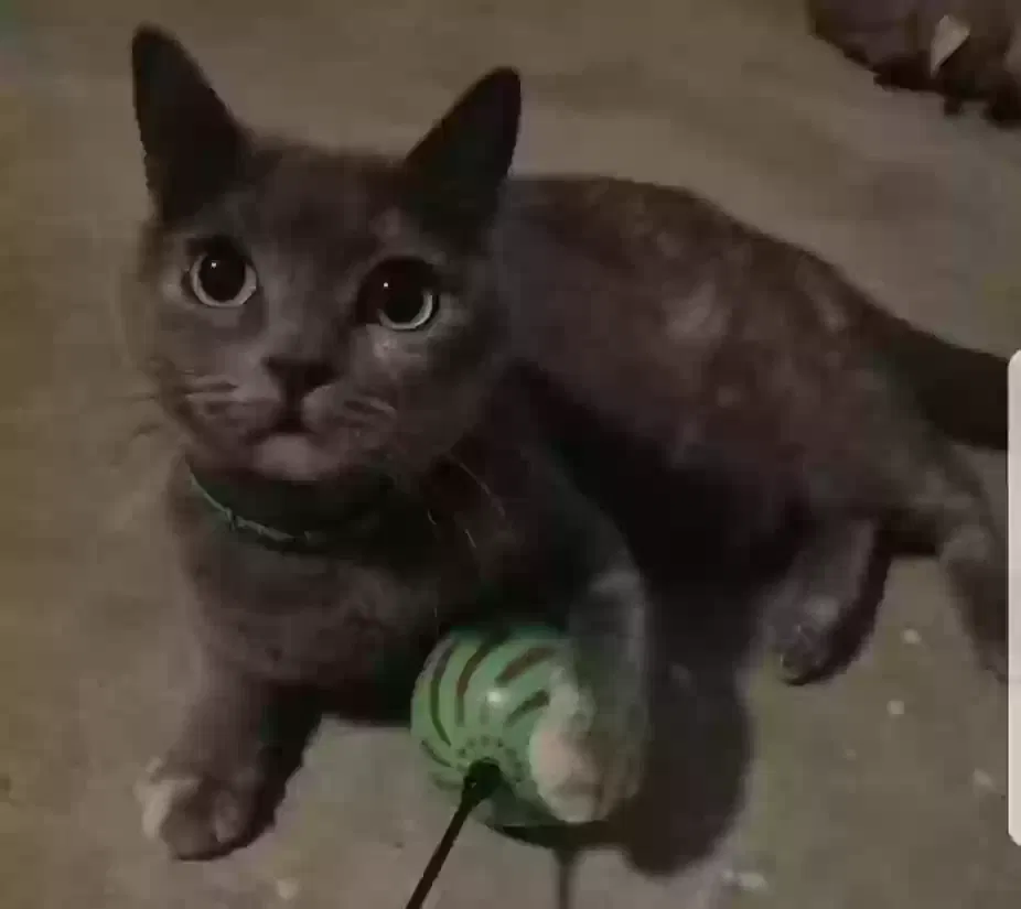 Lost cat in Aurora, IL, 60505
