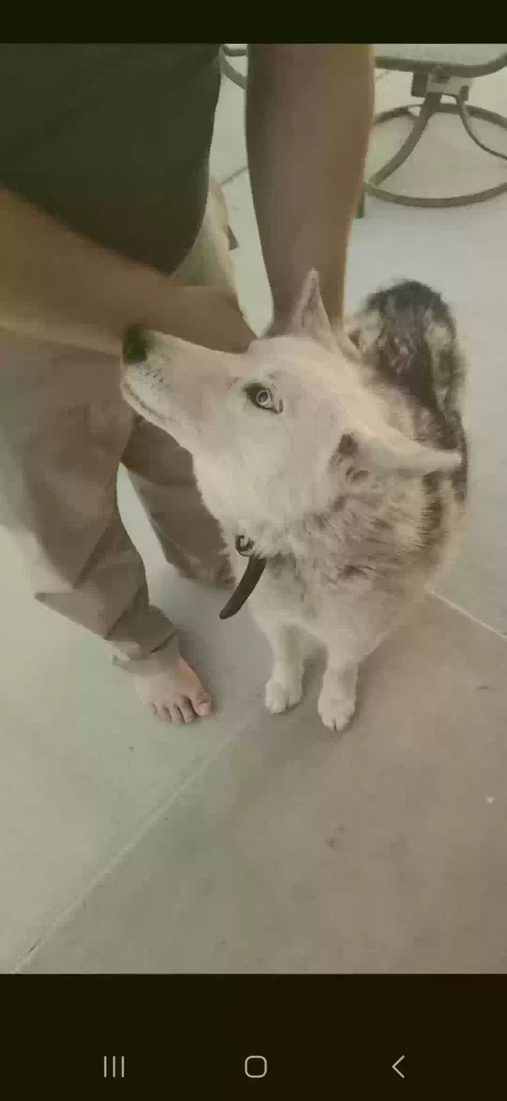 Found dog in Sanger, CA, 93657