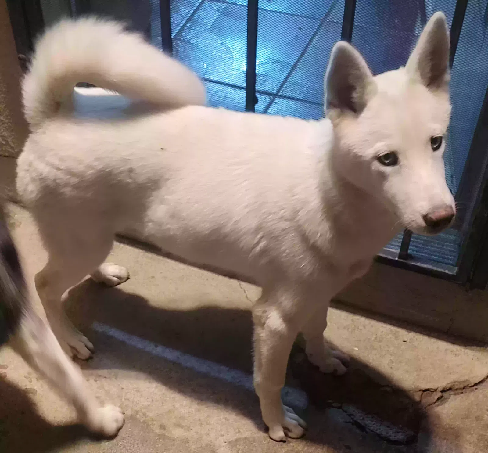 Lost dog in Compton, CA, 90220
