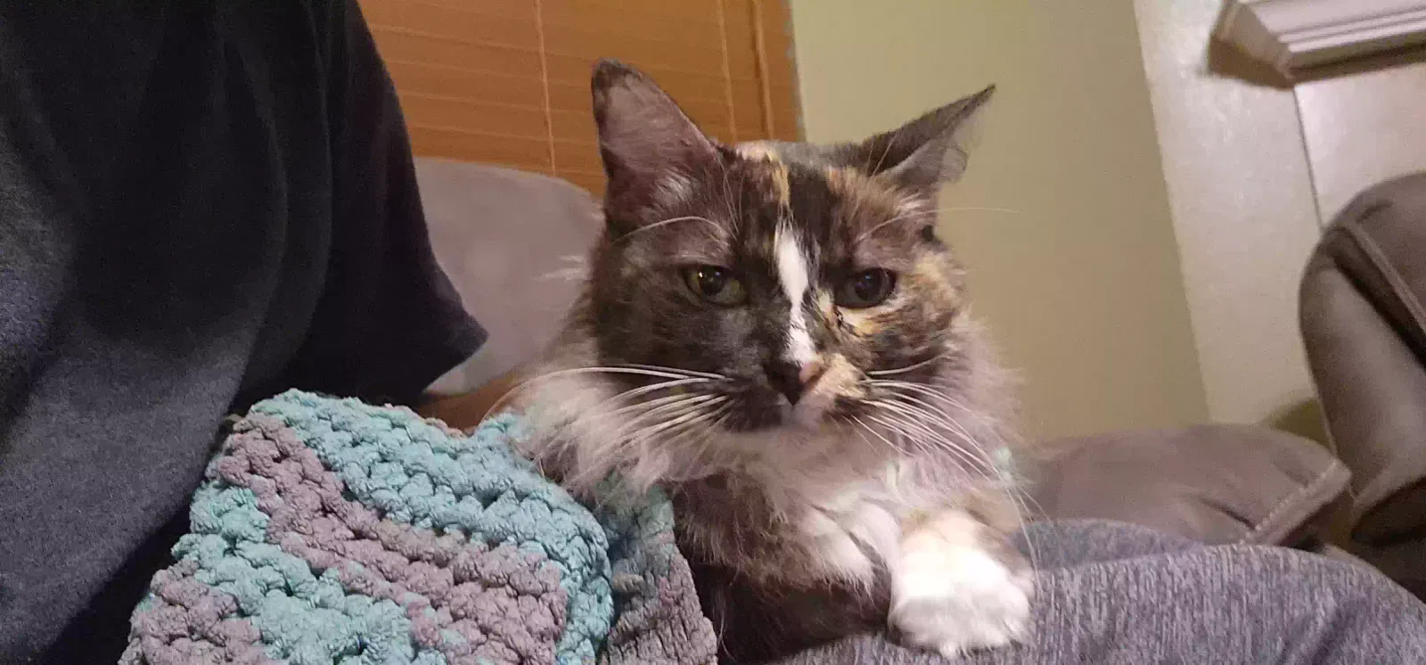 Lost cat in Keller, TX, 76244