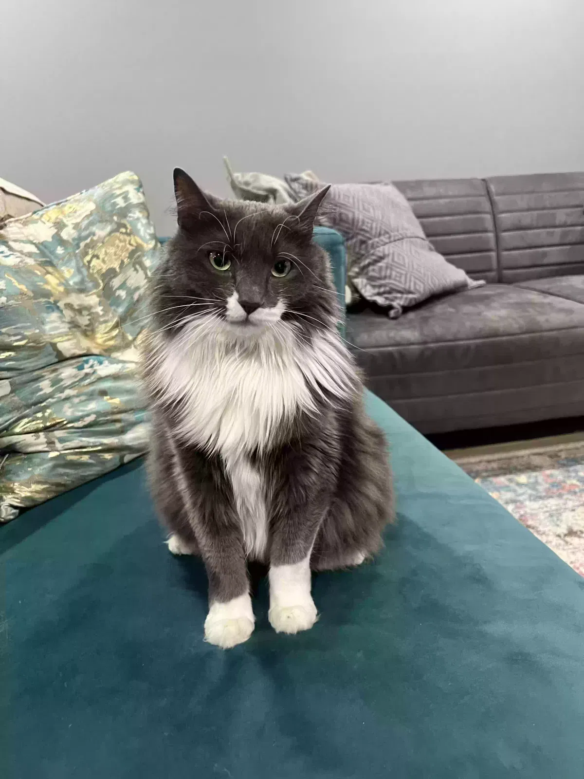 Lost cat in Huntingdon Valley, PA, 19006