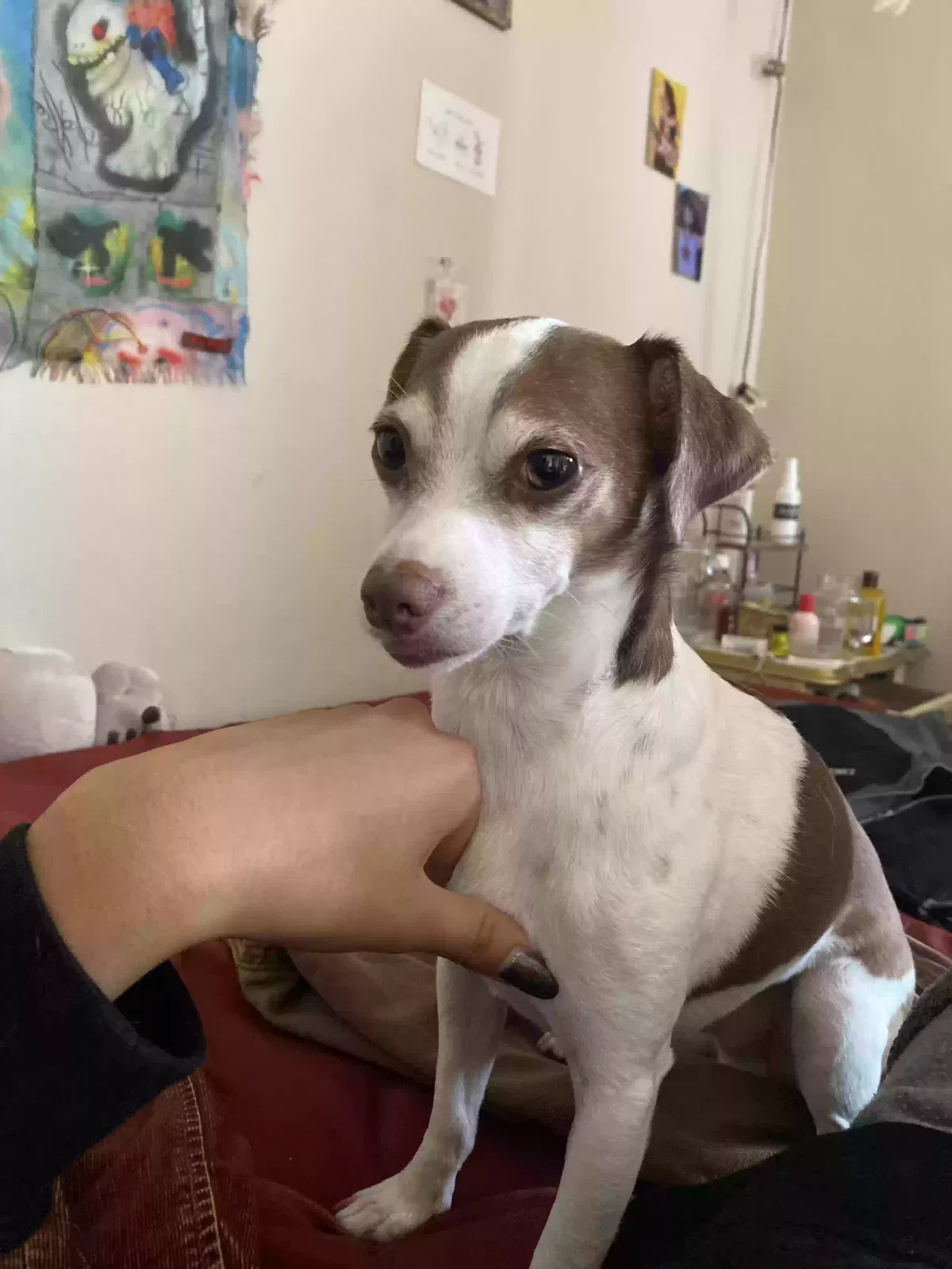 Lost dog in Santa Monica, CA, 90405