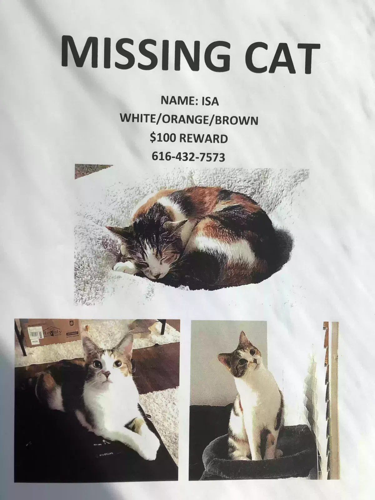 Lost cat in Grand Rapids, MI, 49503